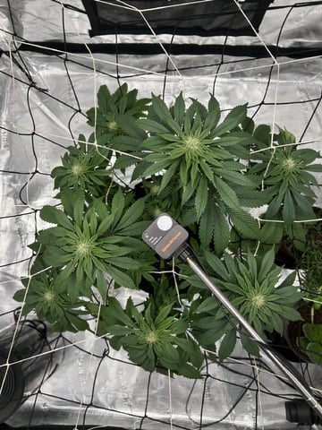 2025-26 harvest INDOOR — flower, day 110