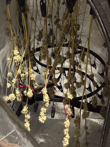 grow 3 — flower, day 56