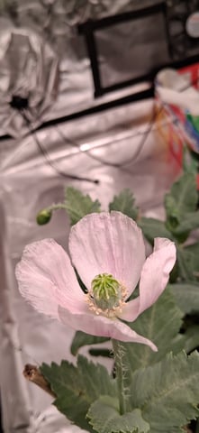 blueberry funk — flower, day 173