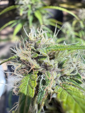 1st grow — flower, day 1