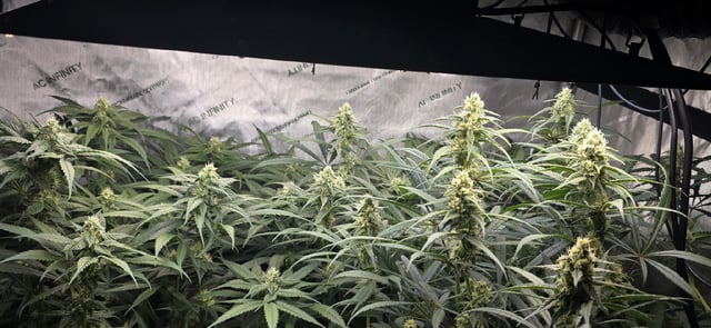 strawberry guava bx — flower, day 4