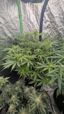 Strawberry Cheesecake Seedsman Seeds Autoflowers x2 — flower, day 53