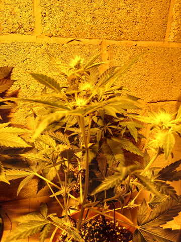 Autos — flower, day 36
