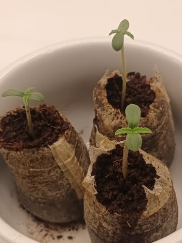 Last girls got kicked. — seedling_rooting, day 2