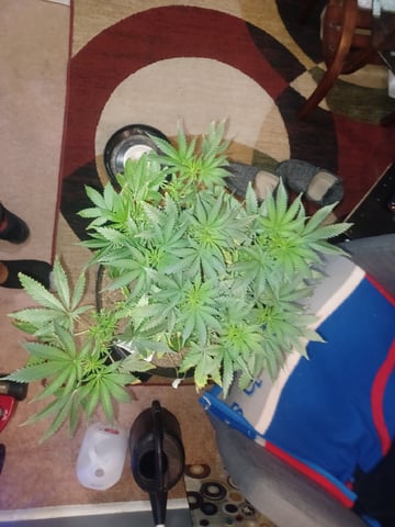 Poor Ivory — vegetative, day 69