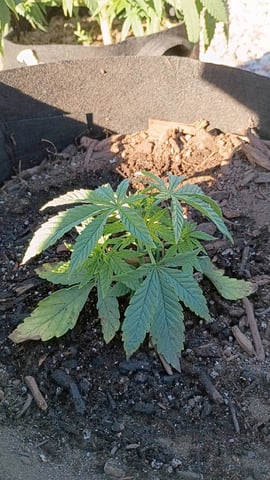 Purple Plum Perfect 💜 & 2 Grape Runtz 🍇 Mainlining garden.  — vegetative, day 82