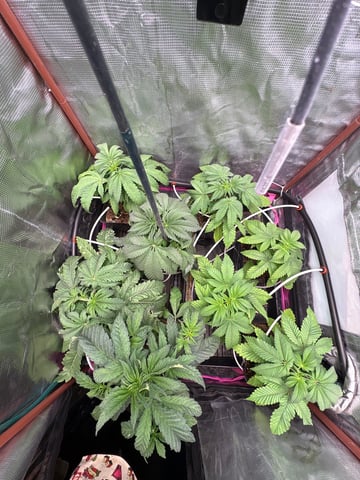 Grow #2 2x2x4