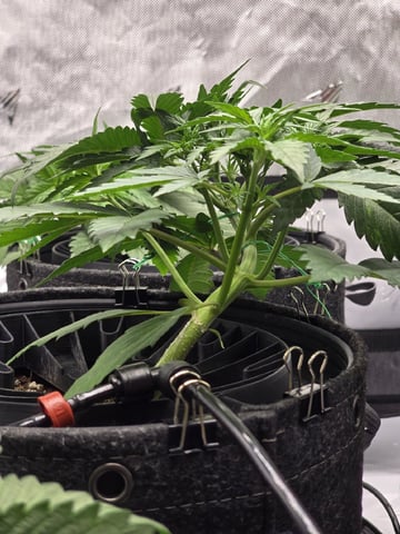 2nd Grow Lemon Cherry Cookies — vegetative, day 26