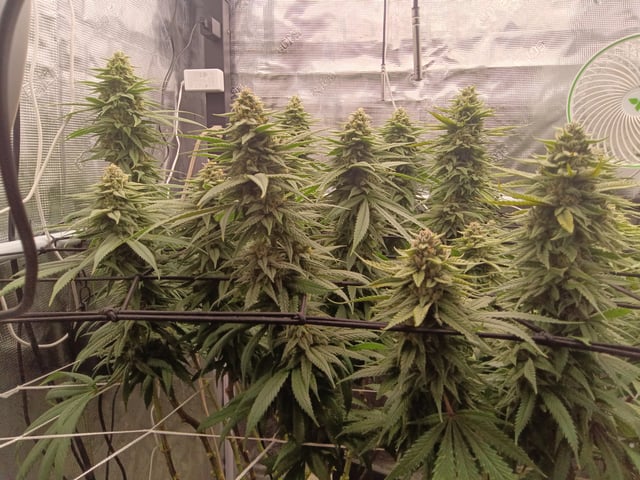 Starfighter/Ohio Guptilla Hybrid — flower, day 27