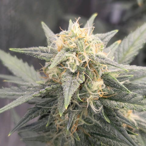 Purple Haze Auto — flower, day 69