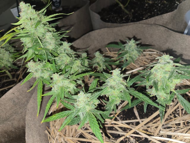 Outdoor Auto's (First Set) — flower, day 55