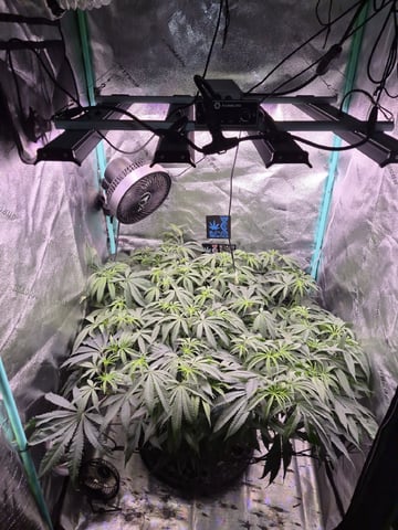 zlurricane blast — flower, day 71