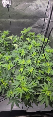 Lime Rian. — flower, day 48