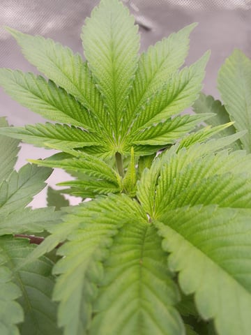 blue dream bag seed — vegetative, day 12