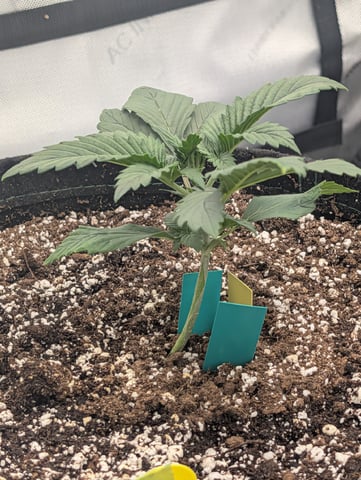 Guava, Guava, Gelato  — vegetative, day 18