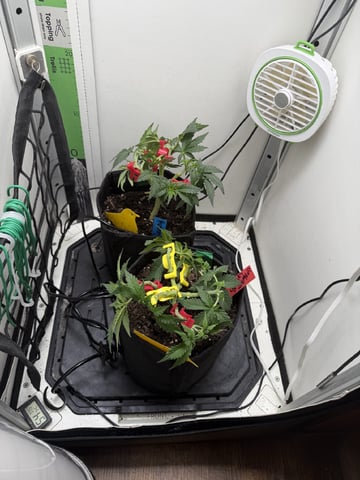 Midsummer Outdoor — vegetative, day 32