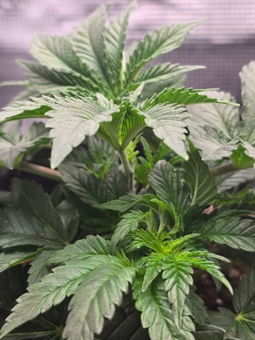 Northern lights #10 (Alaska) — vegetative, day 20