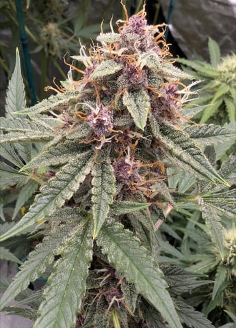 Mixed Grow — flower, day 90