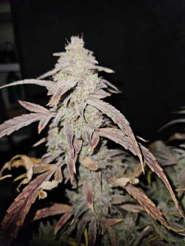 A chill grow in the small tent — harvest, day 84