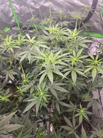 Funk Mountain 2 — flower, day 29