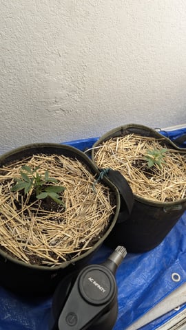 Sativa Summer Autos — vegetative, day 16