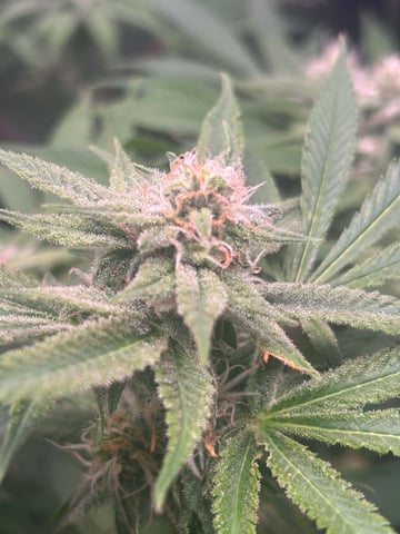 Blue Dream Feminized  — flower, day 132