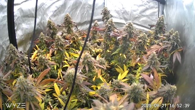 First Grow — flower, day 124