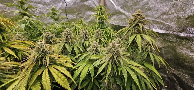 Blueberry  — flower, day 71