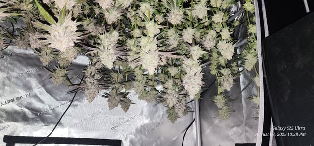 Blasted Genetics  — harvest, day 165