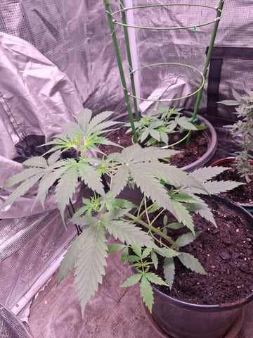 Queen B  — vegetative, day 37