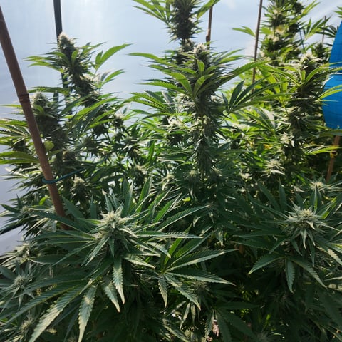 BlackBerry Moonrocks  — flower, day 43