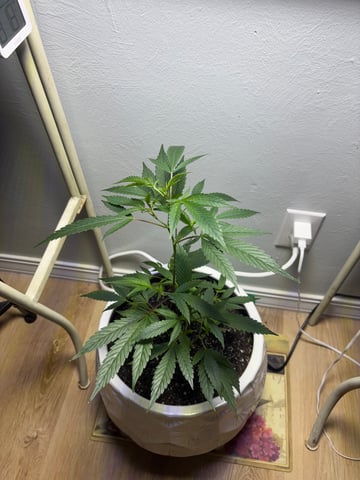 Triple Cake  — vegetative, day 9