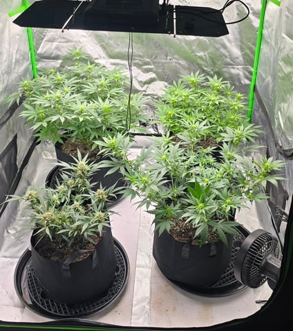 First grow - LCG(seed), GG#4(seed [possibly gorilla cookies]), Jack Hearer(clone) — flower, day 84