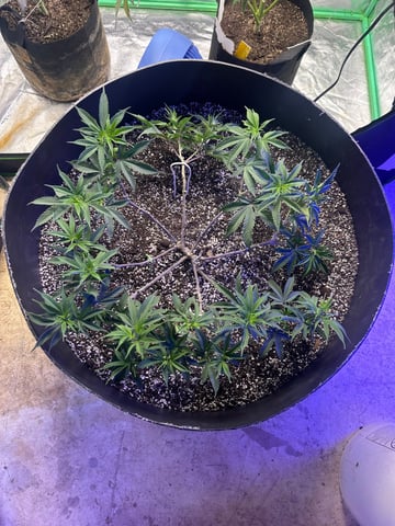 Gelly Mama and Sugar Tree — flower, day 137