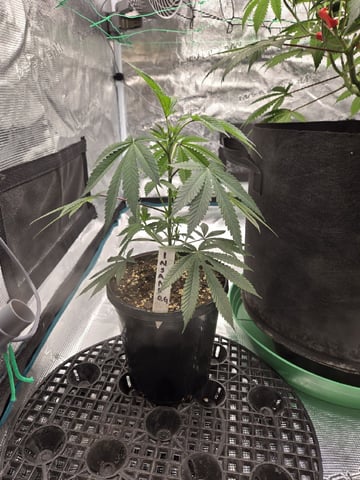  Insane OG — vegetative, day 64