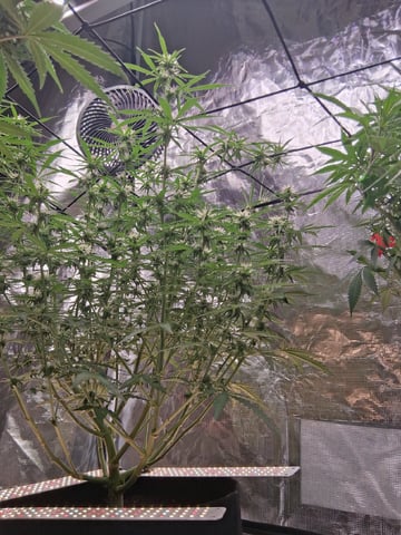 Seedman mix auto & seedman mix auto & GodFather OG — flower, day 73