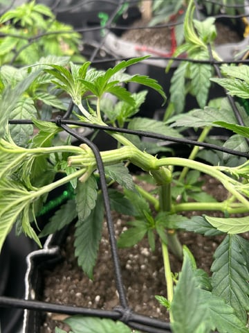 First Grow.. How am I doing? — vegetative, day 43