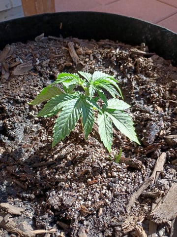 Purple Plum Perfect 💜 & 2 Grape Runtz 🍇 Mainlining garden.  — auto, day 77