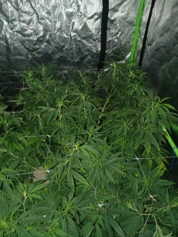 Rainbow Obsidian And Winter Frost