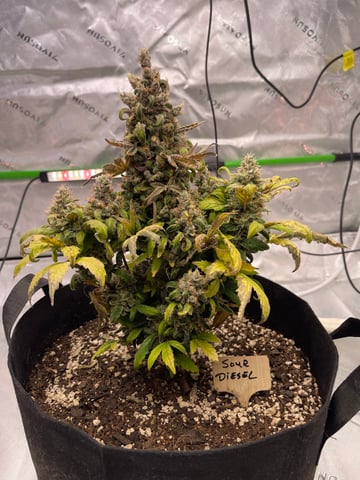 Phx_Freedom — flower, day 50