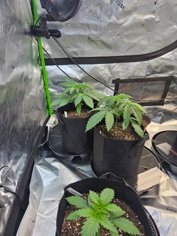 1st Grow — vegetative, day 1