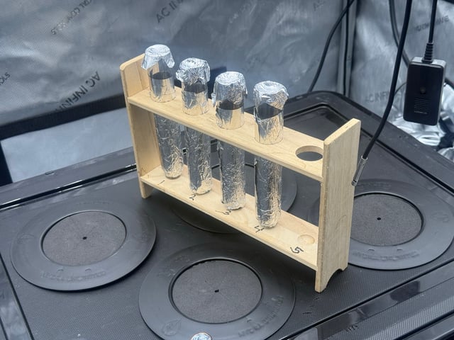 4 For The Win! — germination, day 8