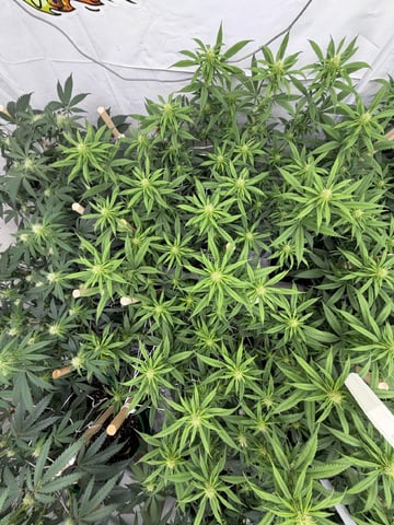 Indoor Grow  — flower, day 161