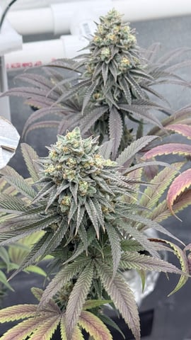 Blue Dream Grow — flower, day 89