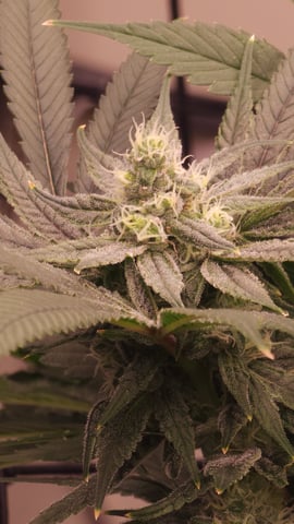 3rd run, 8 plant mom hunt - indoor top fed DTW with rockwool — flower, day 139