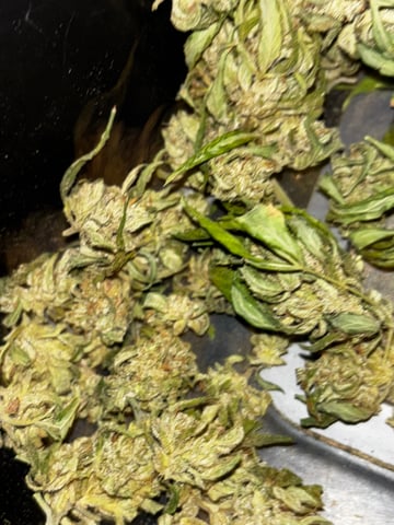 Autoflowers — done, day 70