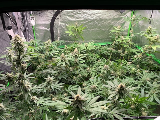 Papaya Frosting  — flower, day 105