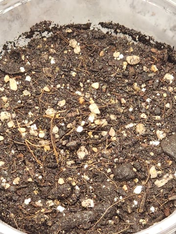 HE1E we GROW  — germination, day 26