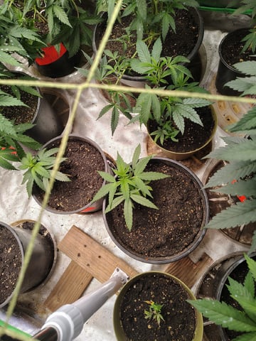 Operation Fire Fish Whistlin — vegetative, day 1