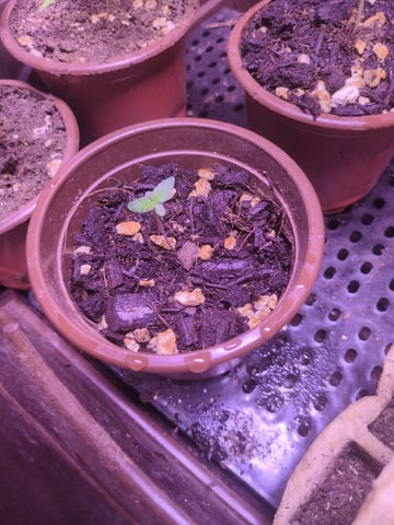 Audrey III — seedling_rooting, day 2